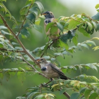 Pasterz - Sturnus roseus - Rosy Starling