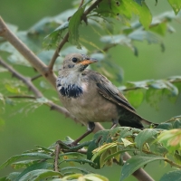 Pasterz - Sturnus roseus - Rosy Starling