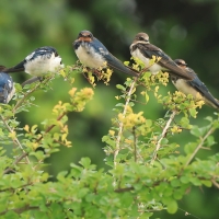Dymówka - Hirundo rustica - Barn Swallow