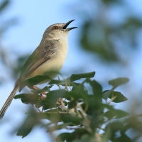 Prinia płowa - Prinia inornata - Plain Prinia