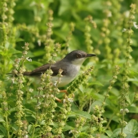Prinia śniada - Prinia hodgsonii - Grey-breasted Prinia