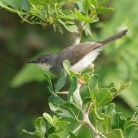 Prinia śniada - Prinia hodgsonii - Grey-breasted Prinia