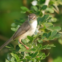 Prinia płowa - Prinia inornata - Plain Prinia