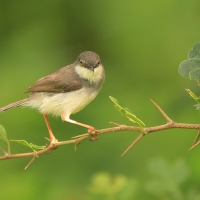 Prinia śniada - Prinia hodgsonii - Grey-breasted Prinia