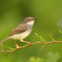 Prinia śniada - Prinia hodgsonii - Grey-breasted Prinia