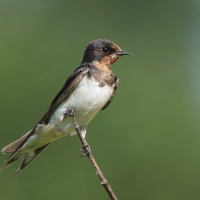 Dymówka - Hirundo rustica - Barn Swallow