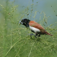 Mniszka kapturowa - Lonchura malacca - Tricoloured Munia