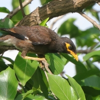 Majna brunatna - Acridotheres tristis - Common Myna