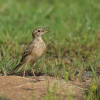 Świergotek rdzawy - Anthus rufula - Paddyfield Pipit
