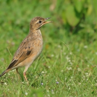 Świergotek rdzawy - Anthus rufula - Paddyfield Pipit