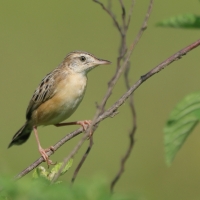 Chwastówka zwyczajna - Cisticola juncidis - Zitting Cisticola