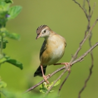 Chwastówka zwyczajna - Cisticola juncidis - Zitting Cisticola