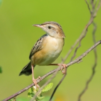Chwastówka zwyczajna - Cisticola juncidis - Zitting Cisticola