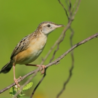 Chwastówka zwyczajna - Cisticola juncidis - Zitting Cisticola