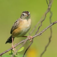 Chwastówka zwyczajna - Cisticola juncidis - Zitting Cisticola