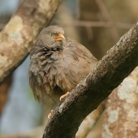 Dżunglotymal żółtodzioby - Argya affinis - Yellow-billed Babbler