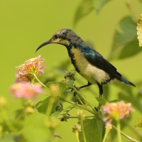 Nektarnik stalowy - Cinnyris asiaticus - Purple Sunbird