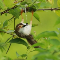 Rdzawolotek białolicy - Yellow-eyed Babbler