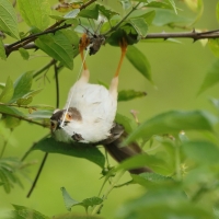 Rdzawolotek białolicy - Yellow-eyed Babbler