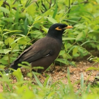 Majna brunatna - Acridotheres tristis - Common Myna