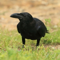 Wrona wielkodzioba - Corvus macrorhynchos - Large-billed Crow