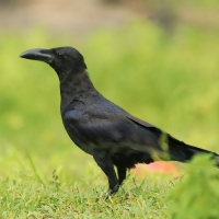 Wrona wielkodzioba - Corvus macrorhynchos - Large-billed Crow