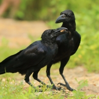 Wrona wielkodzioba - Corvus macrorhynchos - Large-billed Crow
