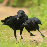 Wrona wielkodzioba - Corvus macrorhynchos - Large-billed Crow