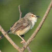 Prinia płowa - Prinia inornata - Plain Prinia