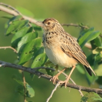 Skowroniec indyjski - Mirafra affinis - Jerdon's Lark