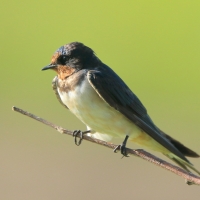 Dymówka - Hirundo rustica - Barn Swallow