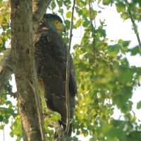 Weżojad czubaty - Spilornis cheela - Crested Serpent-Eagle