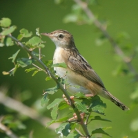 Chwastówka zwyczajna - Cisticola juncidis - Zitting Cisticola