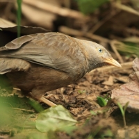Dżunglotymal żółtodzioby - Argya affinis - Yellow-billed Babbler