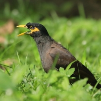 Majna brunatna - Acridotheres tristis - Common Myna