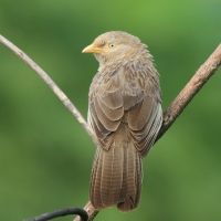 Dżunglotymal żółtodzioby - Argya affinis - Yellow-billed Babbler