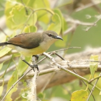 Nektarnik żółtobrzuchy - Leptocoma zeylonica - Purple-rumped Sunbird