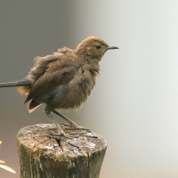 Opocznik - Saxicoloides fulicatus - Indian Robin