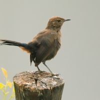 Opocznik - Saxicoloides fulicatus - Indian Robin