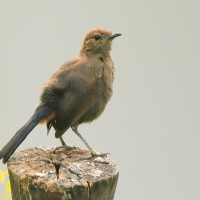 Opocznik - Saxicoloides fulicatus - Indian Robin