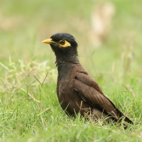 Majna brunatna - Acridotheres tristis - Common Myna