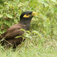 Majna brunatna - Acridotheres tristis - Common Myna