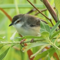 Prinia indyjska - Prinia socialis - Ashy Prinia