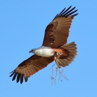 Kania braminska - Haliastur indus - Brahminy Kite