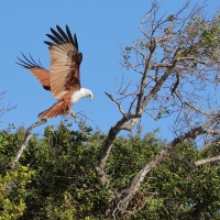 Kania braminska - Haliastur indus - Brahminy Kite