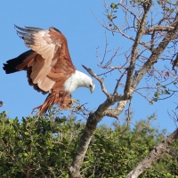 Kania bramińska- Brahminy Kite