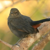 Opocznik - Saxicoloides fulicatus - Indian Robin