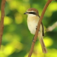 Dzierzba brązowa - Lanius cristatus - Brown Shrike