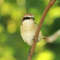 Dzierzba brązowa - Lanius cristatus - Brown Shrike