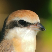 Dzierzba brązowa - Lanius cristatus - Brown Shrike